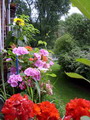 Garten Fruehjahr Aussaat von Sommerblumen Foto gerina19