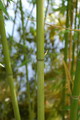 Garten Pflanzen Bambus