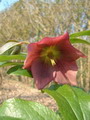 Garten im Winter Christrose und Lenzrose Fotograf Holger