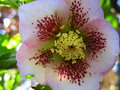 Garten im Winter gesprenkelte Christrose Fotograf Momo111 (zum vergroessern klicken)