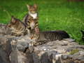 wilde Katzen (zum vergroessern klicken)