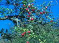 Der Apfelbaum