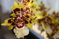exotische Orchidee Reinaecker (zum vergroessern klicken)