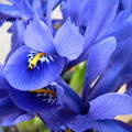 Garten Pflanzen blaue Iris