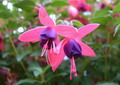 Garten Pflanzen Ein Garten voller Fuchsien (zum vergroessern klicken)