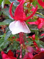 Garten Pflanzen Wunderblume Fuchsie (zum vergroessern klicken)