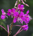 Garten Pflanzen auf Weidenroeschen verzichten (zum vergroessern klicken)