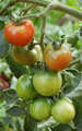 Garten im Herbst Tomaten reifen kopfueber aufgehaengt nach