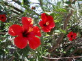 Garten Pflanzen Hibiskus (zum vergroessern klicken)