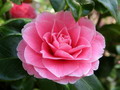 Garten Pflanzen Camellia japonica Foto Helga Schmadel (zum vergroessern klicken)