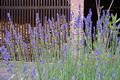 Garten Pflanzen Lavendel mit sehr langen Stielen (zum vergroessern klicken)