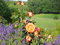 Garten Pflanzen Rosen und Lavendel (zum vergroessern klicken)