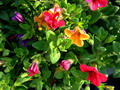 Garten Pflanzen fast alle Farben bei Million Bells (zum vergroessern klicken)