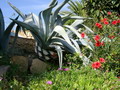 Garten Pflanzen Aloe Vera