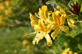 Garten Pflanzen gelbe Azaleen leuchten wunderbar im Garten (zum vergroessern klicken)