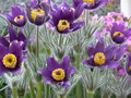 Garten Pflanzen Steingarten Kuechenschelle (zum vergroessern klicken)
