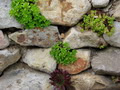 Garten Pflanzen Steingarten Trockenmauer (zum vergroessern klicken)