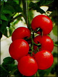 Garten Gartenpflege Wie werden Tomatenpflanzen gepflegt