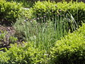 Garten Pflanzen bluehender Schnittlauch (zum vergroessern klicken)