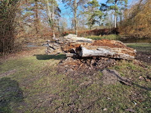 Der Baum wurde nicht gefällt 