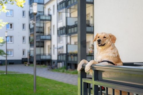 Der treue Begleiter des Menschen: Mehr als zehn Millionen Hunde leben in deutschen Haushalten.  