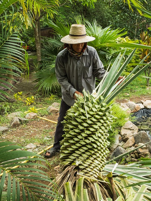 Die Sisalagave – Grundlage für den Sisalteppichboden