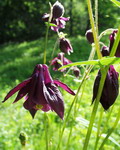 Garten Pflanzen elfenhafte Akeleien (zum vergroessern klicken) Garten Pflanzen elfenhafte Akeleien (zum vergroessern klicken)