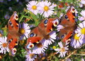 Garten im Herbst Tagpfauenaugen lieben Astern (zum vergroessern klicken)