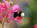 Garten Fruehjahr Loewenmaul Foto bbroianigo (zum vergroessern klicken)