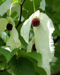 Exotische Baeume fuer den Garten