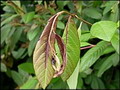 Garten Baeume Feuerbrand an Obst und Ziergehoelzen