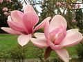 Garten Baeume Magnolie