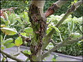 Garten Baeume Obstbaumkrebs