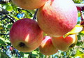 Garten Baeume Pflanzung von Obstbaum Hochstaemmchen