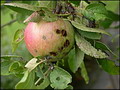 Garten Baeume Schorf an Apfel und Birne