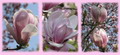 Garten Baeume so schoen sind Magnolien