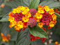 Garten Pflanzen Wandelroeschen Foto Kregovski (zum vergroessern klicken)