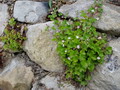 Gartenplanung und Gestaltung Bepflanzung von Natur- und Trockenmauern (zum vergroessern klicken)