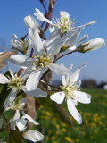 Garten Pflanzen bluehende Felsenbirne (zum vergroessern klicken)