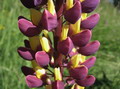 Garten im Herbst Lupine Bicolor (zum vergroessern klicken)