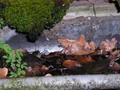 Garten im Herbst Regenrinne vom Laub befreien (zum vergroessern klicken)