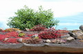 Gartenplanung und Gestaltung Dachgaerten - Gruen in luftiger Hoehe