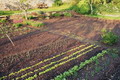 Garten Gartenpflege Duengen ist nicht gleich Duengen (zum vergroessern klicken)