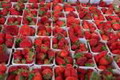 Importware Erdbeeren
