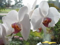 Garten Pflanzen Exotische Orchideen