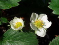 Garten im Fruehjahr Erdbeeren im Fruehjahr