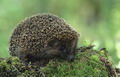 Igel