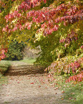 garten im herbst Auf zum Endspurt Gartenarbeiten im Oktober