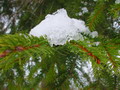 Garten im Winter Gartenglueck bei Schnee und Eis Fotograf Timo Schaetzler (zum vergroessern klicken)