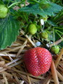 Garten Gartenpflege Erdbeeren vermehren